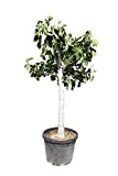 Ficus Carica Arbre de Figuier 170 cm Circonférence de tronc 22/24 cm Dur hivernal Figue