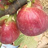Ficus carica graines d'arbres Linn, graines de figues violettes, fruits Accueil Jardin et légumes fruits biologiques Pack Original 6 Graines ...