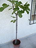 Ficus Carica - Véritable figue, un beau arbre d'env. 130-150 cm de haut