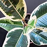 Ficus Elastica Tineke en pot 30-40 cm | Vente plante d’intérieur Cadeau Arbre à caoutchouc de qualité