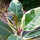 Ficus Elastica Tineke luxuriant – Arbre à caoutchouc | Meilleures plantes d’intérieur | En pot 30-40 cm