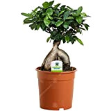 Ficus Ginseng – 1 plante – Maison / Bureau Arbuste d’intérieur en pot 12 cm