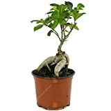 Ficus Ginseng Arbuste Bonsaï Plante verte d’intérieur en pot 12 cm