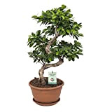 Ficus Ginseng Bonsai | Plantes vertes | Plante interieur | Hauteur 70 cm | Pot 27 cm | Cadeau Japon