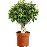 Ficus Green Kinky à Tige Claire - 1 Plante - Arbre Vivant d'intérieur en Pot pour Maison / Bureau