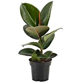 Ficus Robusta Arbre à caoutchouc d’intérieur pour la Maison ou le Bureau (30-40 cm avec pot)