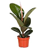 Ficus Robusta luxuriant | Plante en pot 30-40 cm | Vente des meilleures plantes d’intérieur