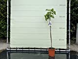 Figuier - Ficus Carica 175 cm, douce figue noire