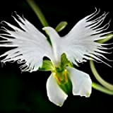 Fleurs blanches Graines - Aigrette Orchid - Graines d'orchidée - Graines d'orchidées rares - japonais Graines de fleurs - Egrow ...