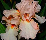 Fleurs étonnantes,Rhizome d'iris,Résistant au froid et à la sécheresse,Cadeau magique,Facile à cultiver en quatre saisons,Tubercule d'iris,Fleurs précieuses et magnifiques-3 Rhizomes,4