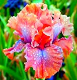 Fleurs étonnantes,Rhizome d'iris,Résistant au froid et à la sécheresse,Cadeau magique,Facile à cultiver en quatre saisons,Tubercule d'iris,Fleurs précieuses et magnifiques-3 Rhizomes,1