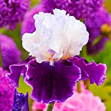 Fleurs précieuses et magnifiques,Résistant au froid et à la sécheresse,Fleurs étonnantes,Rhizome d'iris,Cadeau magique,Facile à cultiver en quatre saisons,Tubercule d'iris-3 Rhizomes,2