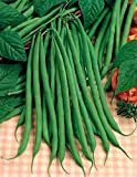 Fortex Bean Filet (pôle haricot) Légumes, tôt, fiable! Des graines