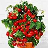 Fraîches graines Bonsai tomate cerise Mini pot doux fruits légumes biologiques - 10 pcs / lot