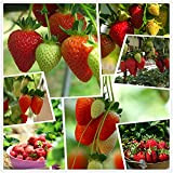 Fraise rouge grimpante fraise fruit plante graines maison jardin nouveau 300 pcs