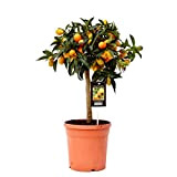 Fruit – Citrus Kumquat – Hauteur: 60 cm