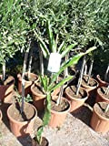 Fruit du dragon Hylocereus monacanthus plante environ 120-140cm, cactus Pitaya Pitahaya