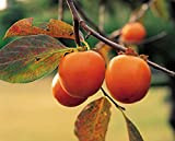 Futaba Plaqueminier Diospyros Thunb fruits comestibles kaki arbres à feuilles caduques 10 Graines