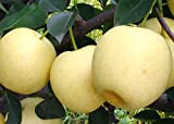 Futaba poirier Rosaceae vivaces Arbres fruitiers à feuilles caduques arbres fruitiers non transgéniques 30 Graines