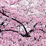Géant japonais rose Fleur de cerisier Sakura Arbre, 20 graines, Prunus Doux Oriental Flower Seeds e3752