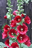 Genipap 10 graines de fleur rouge rose trémière