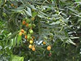 Genipap 100pcs graines d'arbre de neem (Azadirachta indica)