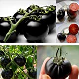 GEOPONICS GRAINES: Rare Tomate cerise noire Heirloom russe légumes 30pcs parfait