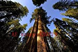 Germination Les graines: 100pcs / Lot Rare séquoia géant Graines, Croissance Rapide, Graines Jardin Nature Cadeau