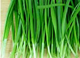 Germination Les graines: 500 Allium tuberosum Graines Bio (ail Ciboulette, Ciboulette asiatiques, poireau Chinois)