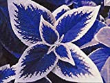 Germination Les graines: Bleu Coleus Floraison Plante en Pot Coleus amboinicus Hybride 100 Pcs