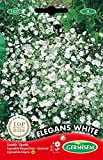 Germisem Graines Gypsophile Elégant blanc ELEGANS WHITE