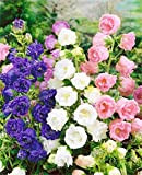 GETSO 100PCS à Fleurs Doubles Bellflower Bonsai Jardin des Plantes Fleurs (Campanula Percisifolia) Jardin Famille Plantes décoratives en Pot: Mix