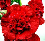 GETSO 90 Graines Fleurs Roses de trémière à Double Rouge/Alcea rosea