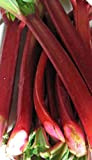 Glassins de rhubarbe de légumes perpétuelles 10 graines