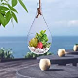 Globe en verre maintenu par une corde - Grand terrarium en forme de goutte - Pour plantes aériennes, plantes grasses, ...