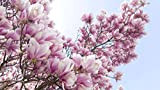 Go Garden Rare Fleuve Jaune chinois Magnolia Fleur Arbre Graines de plantes, 10Seeds / Paquet, Lumière Parfumée Jardin Arbre Bonsai ...