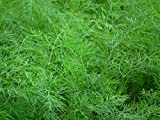 Graines Aneth Officinal - sachet de 900 graines - Anethum/graveolens/Apiaceae - Graines de style