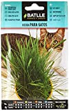 Graines aromatiques de Batlle - Herbe à chat (15g)
