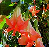 graines Bonsai Mandala graines Brugmansia Datura Rare plantas graines de fleurs en pot couleur mixte 50pcs jardin de plantes de ...