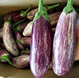 Graines d'aubergine colorées 100+ graines de légumes sans OGM aubergine pour la maison jardin plantation extérieure ferme