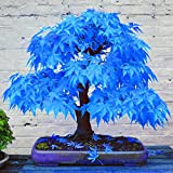 Graines d'érable, arbre 100Pcs Maple Tree Seeds attrayant beau Graines Érable bleu Charme Bonsai Ideal extérieur Jardinage cadeau