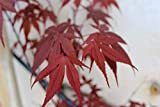 Graines d'érable japonais pourpre (Acer palmatum Atropurpureum) (15)