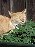 Graines d'herbe à chat (Nepeta cataria) 400 + graines de jardin pour chat et herbes aromatiques