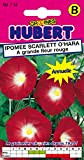 Graines d'Ipomée Scarlett O'Hara à grande fleur rouge - 2 grammes