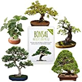 Graines de Bonsai uniques avec un taux de germination élevé - Set de graines de plantes pour votre propre arbre ...