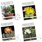 Graines de cactus exotiques à haut taux de germination - Set de graines succulentes pour votre propre cactus à fleurs ...