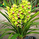 graines de fleurs,1 sac graines de cymbidium taux de survie élevé croissance rapide petits bonsaï graines de fleurs d’orchidées pour ...