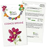 Graines de fleurs comestibles Cosmos Annuel : Kit graine de fleurs pour environ 50 Cosmos - Plante pour jardin et ...