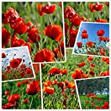 Graines de fleurs de pavot de maïs rouge (10g = 80000+) Graines de fleurs d'extérieur faciles à vivre Printemps et ...