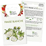 Graines de Fraises Blanches: Semences de plant de fraise Yellow Wonder pour environ 30 plants - Graines potager de fraise ...